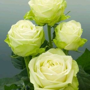 Meet your Posher, Tee